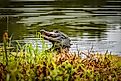 Alligator in Louisiana catching and eating a turtle in a wetland setting