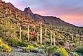 Picacho Peak at sunset, surrounded by a blooming desert.