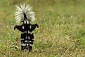 An adorable Eastern Spotted Skunk in an upside down position.