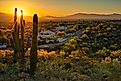 Houses between Saguaros in Tucson, Arizona.