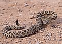 Great basin rattlesnake