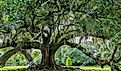 Tree of life in Audubon Park, New Orleans, Louisiana. Huge live oak tree said possibly to be 300 years old (planted about 1740).