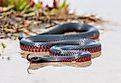 Red Bellied Black Snake flicking tongue