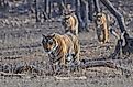 Tigers in Ranthambhore National Park. Image credit: Anish Andheria