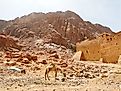 Close view of Mount Sinai in Sinai Peninsula, Egypt. 