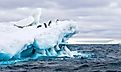 Penguins on iceberg in Weddell Sea.