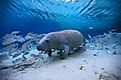 Florida Manatee