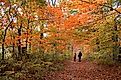 A walk through the fall landscape in the Berkshires, Massachusetts.