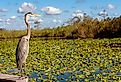 A heron next to the water lilies at Everglades National Park.