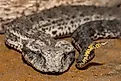 Close up of Australian Common Death Adder showing lure at tip of tail