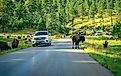 Cars driving though a herd of bison in Custer State Park, South Dakota. Editorial credit: Alex Cimbal / Shutterstock.com