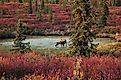 Denali National Park And Preserve