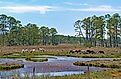 Wild Ponies Feeding in a Wetland in the Chincoteague Wildlife Refuge in Assateague Island, Virginia