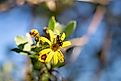 A vibrant yellow flower with a blister beetle on it, set against a blurred natural background.