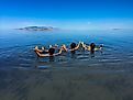 People floating in the Great Salt Lake.