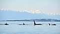 A pod of wild orcas travels north in the waters of the Salish Sea, the towering Olympic Mountains behind them.