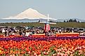 Wooden Shoe Tulip Farm in Oregon.