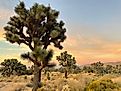 Joshua Trees spread out before a pastel sunset at the California national park made in their honor. Photo: Irina Lipan