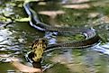 Water Moccasin snake slithering through water