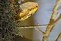 Head of a large southern water snake peeking from under a Cypress Tree; Harleyville, South Carolina.