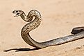 An eastern brown snake in a striking position, with its body coiled, head raised, and mouth slightly open