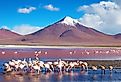 Laguna Colorada