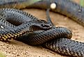 Tiger snakes (Notechis scutatus) are a venomous snake species found in the southern regions of Australia, including its coastal islands, such as Tasmania.