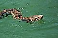 A Burmese python in a lake in the Florida Everglades.