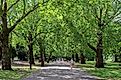 Battersea Park trees and woodland in the south banks of River Thames in Battersea, London. 