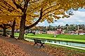 Yellow leaves during autumn in Grant Park, Galena, Illinois.