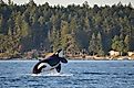 An endangered Southern Resident Killer Whale, an icon of the Pacific Northwest, breaches near Henry Island in Washington State.