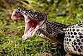 View of a Timber Rattlesnake with his jaw open.