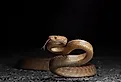 Brown tree snake (Boiga irregularis) on the road