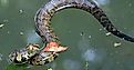 A Cottonmouth snake, also known as a Water Moccasin, coiled and preparing to strike.