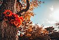 Fall flowers in the trunk of a tree in Omaha, Nebraska.