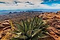 Chihuahuan Desert