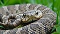 Eastern Hog Nose Snake.