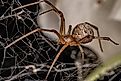 Close-up of a female brown widow spider in its web.