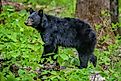 An American Black Bear, one of the deadliest animals in Tennessee.