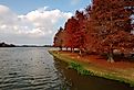 Cypress trees with red leaves at University Lake, Baton Rouge, Louisiana.