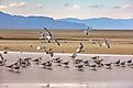 The Great Salt Lake in Utah with a flock of birds.