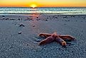 A closeup shot of a start fish on the shore of Pawleys Island, South Carolina.