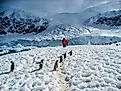 Tourists walking with penguins in Antarctica.