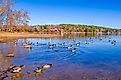 A flock of geese in Lake Catherine, Arkansas.