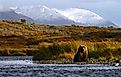 Kodiak Brown Bear looking for salmon in a river in Kodiak Island, Alaska. 