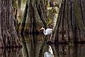 Great Egret framed by huge trunks of Cypress trees on Lake Martin, Breaux Bridge, Louisiana. Image credit Paul S. Wolf via Shutterstock. 