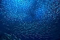 A large school of fish in the ocean.