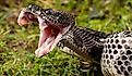 View of timber rattlesnake with mouth open.