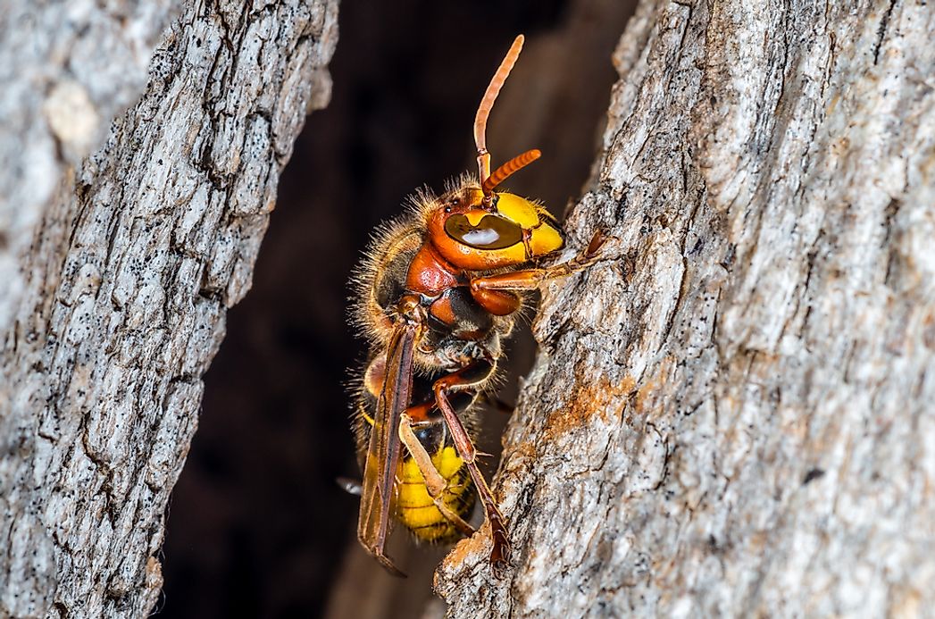 what-is-the-largest-wasp-in-the-world-worldatlas