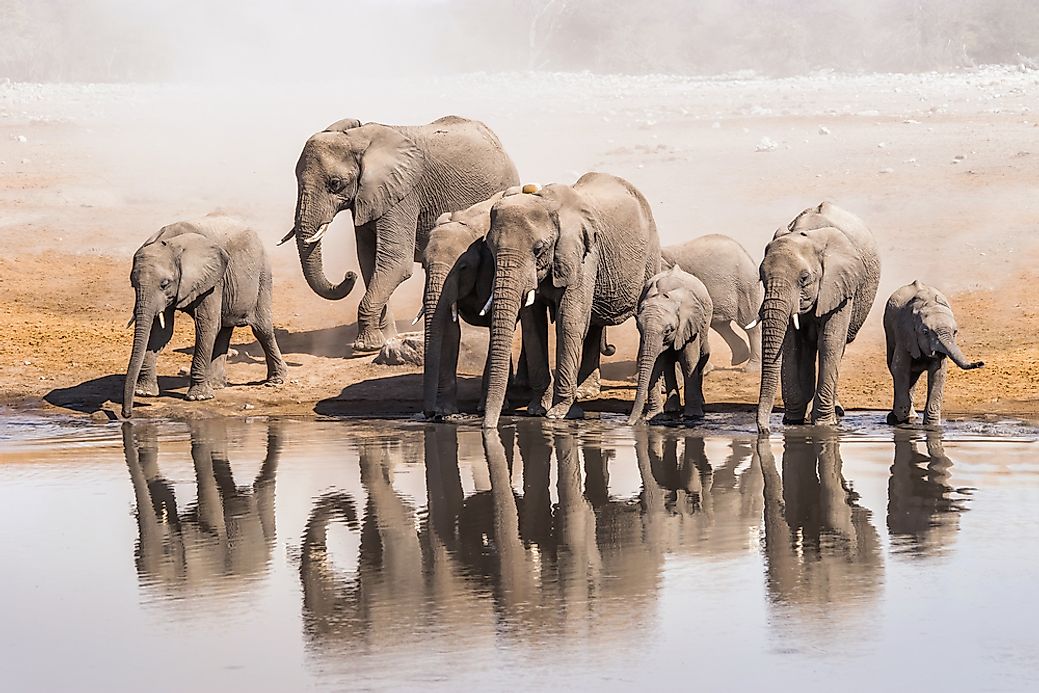How Many Elephants Are There in the World?